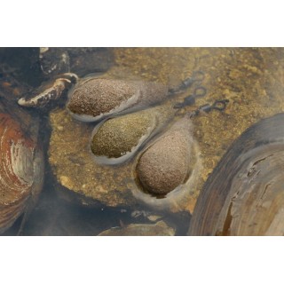 Textured coated Distance Casting