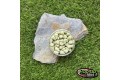 Pop-up Baits SNAILS POP-UP Oyster Green & GLM