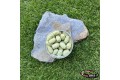 Pop-up Baits GRUB POP-UP Oyster Green & GLM