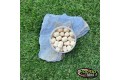 Pop-up Baits DUMBELL WAFTER Coconut & Banana