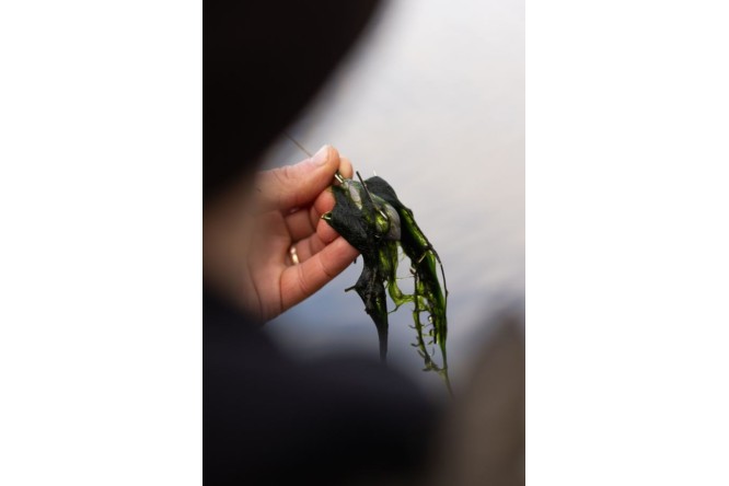 Korda - Grapple Lead
