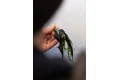 Korda - Grapple Lead