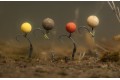 Korda - Pop Up Boilie | Essential Cell 