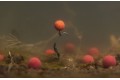 Korda - Pop Up Boilie | ISO Sweet