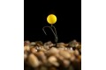 Korda - Pop Up Boilie IB Yellow